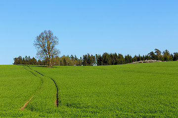 Image showing summer rural sping landscape