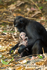 Image showing Celebes crested macaque, Sulawesi, Indonesia