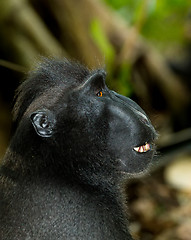 Image showing portrait of Celebes crested macaque