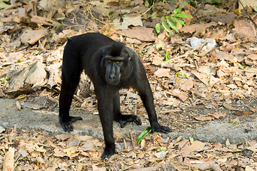 Image showing Celebes crested macaque, Sulawesi, Indonesia