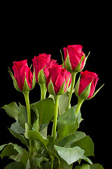 Image showing fresh red rose on black