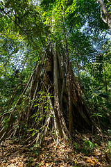 Image showing massive tree is buttressed by roots Tangkoko Park