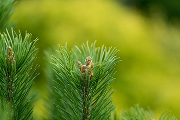 Image showing conifer with shallow focus for background