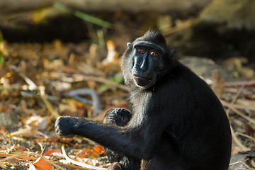 Image showing Celebes crested macaque, Sulawesi, Indonesia