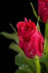 Image showing fresh red rose on black