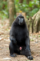 Image showing Celebes crested macaque, Sulawesi, Indonesia