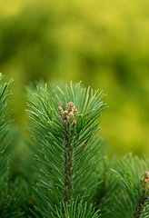 Image showing conifer with shallow focus for background