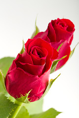 Image showing Bouquet of fresh red roses