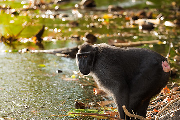 Image showing Celebes crested macaque, Sulawesi, Indonesia