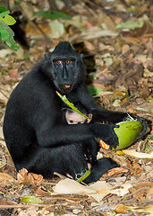 Image showing Celebes crested macaque, Sulawesi, Indonesia