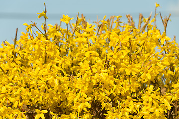 Image showing Yellow blossoms of forsythia 