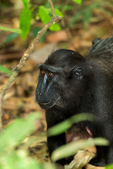 Image showing portrait of Celebes crested macaque
