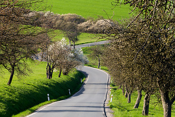 Image showing road with alley of trees