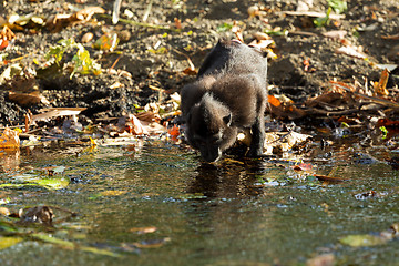 Image showing Celebes crested macaque, Sulawesi, Indonesia