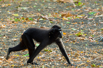 Image showing Celebes crested macaque, Sulawesi, Indonesia