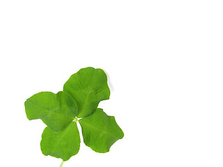 Image showing Shamrock with copy space