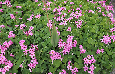 Image showing Violet wood sorrel (Oxalis violacea)