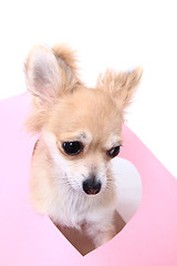 Image showing small brown chihuahua isolated