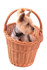 Image showing yorkie puppy dog in the basket