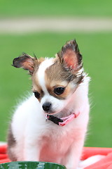 Image showing chihuahua in the grass