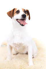 Image showing jack russel terrier dog