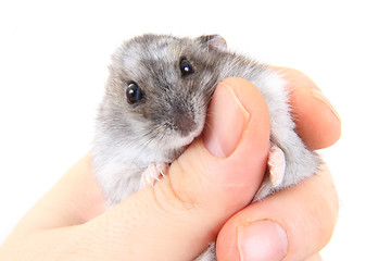 Image showing dzungarian hamster in human hand