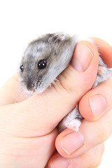 Image showing dzungarian hamster in human hand
