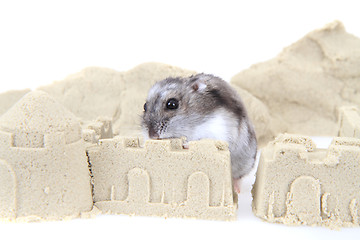 Image showing dzungarian hamster in the sand tower