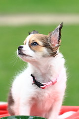 Image showing chihuahua in the grass