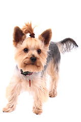 Image showing yorkie puppy dog