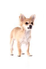 Image showing small brown chihuahua isolated