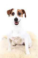 Image showing jack russel terrier dog