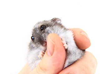 Image showing dzungarian hamster in human hand