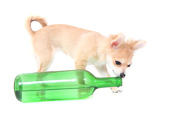 Image showing chihuahua is drinking 