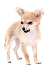 Image showing small brown chihuahua isolated