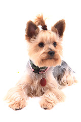 Image showing yorkie puppy dog