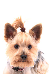 Image showing yorkie puppy dog