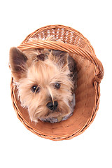 Image showing yorkie puppy dog in the basket