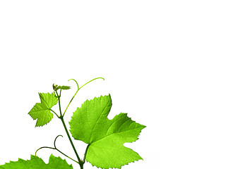 Image showing Grapevine with copy space