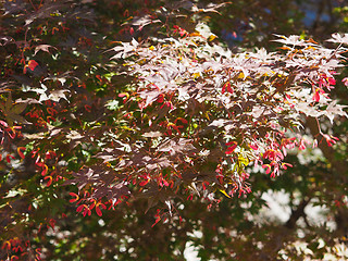 Image showing Red maple acer tree