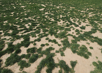 Image showing Scalped turf in meadow