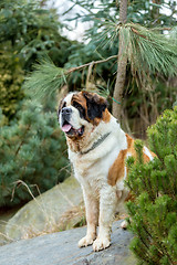 Image showing Portrait of a nice St. Bernard dog