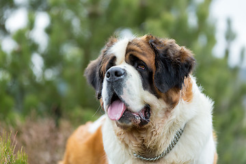 Image showing Portrait of a nice St. Bernard dog