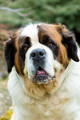 Image showing Portrait of a nice St. Bernard dog