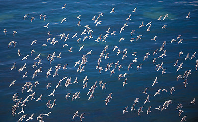 Image showing flock of European Herring Gulls, Larus argentatus