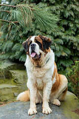 Image showing Portrait of a nice St. Bernard dog