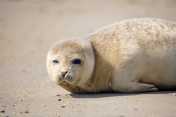 Image showing Young Harbor Seal baby