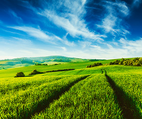 Image showing Green fields of Moravia