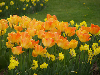 Image showing Daffodils and tulips