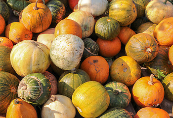 Image showing lots of gourds